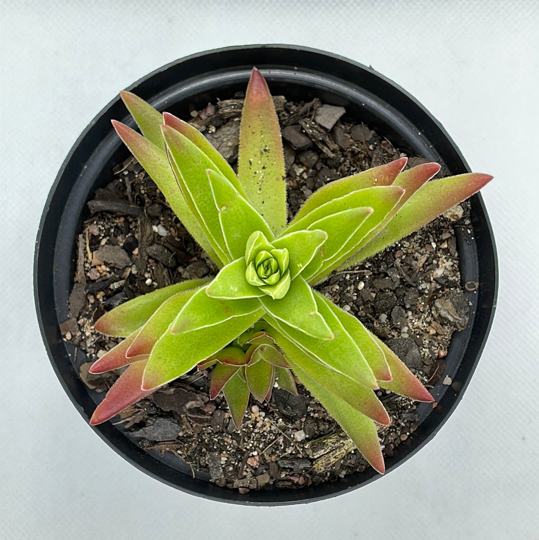 Crassula capitella subsp. thyrsiflora