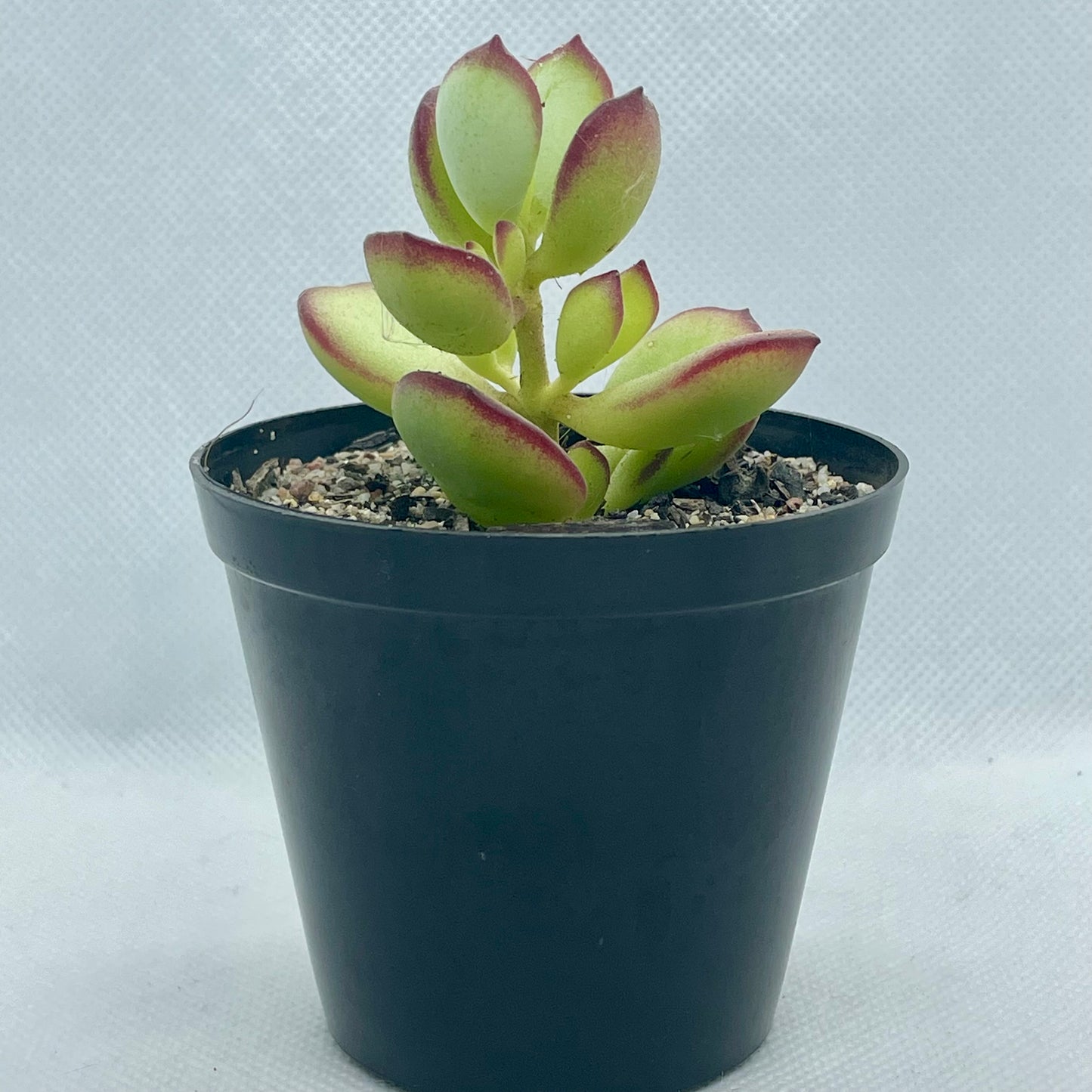 Cotyledon woodii