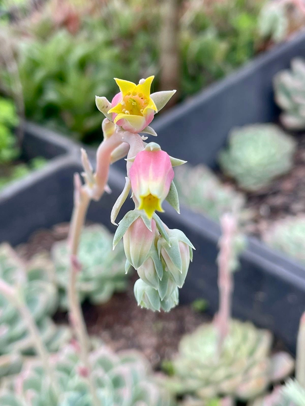 Echeveria ‘Onslow’