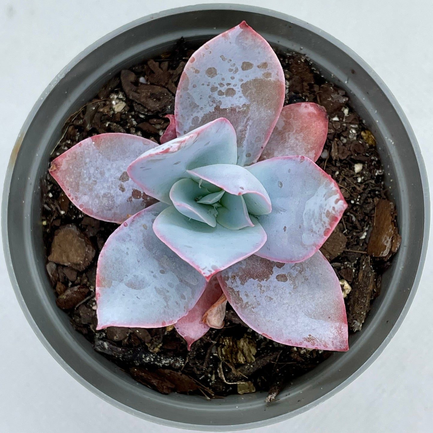 Echeveria cante