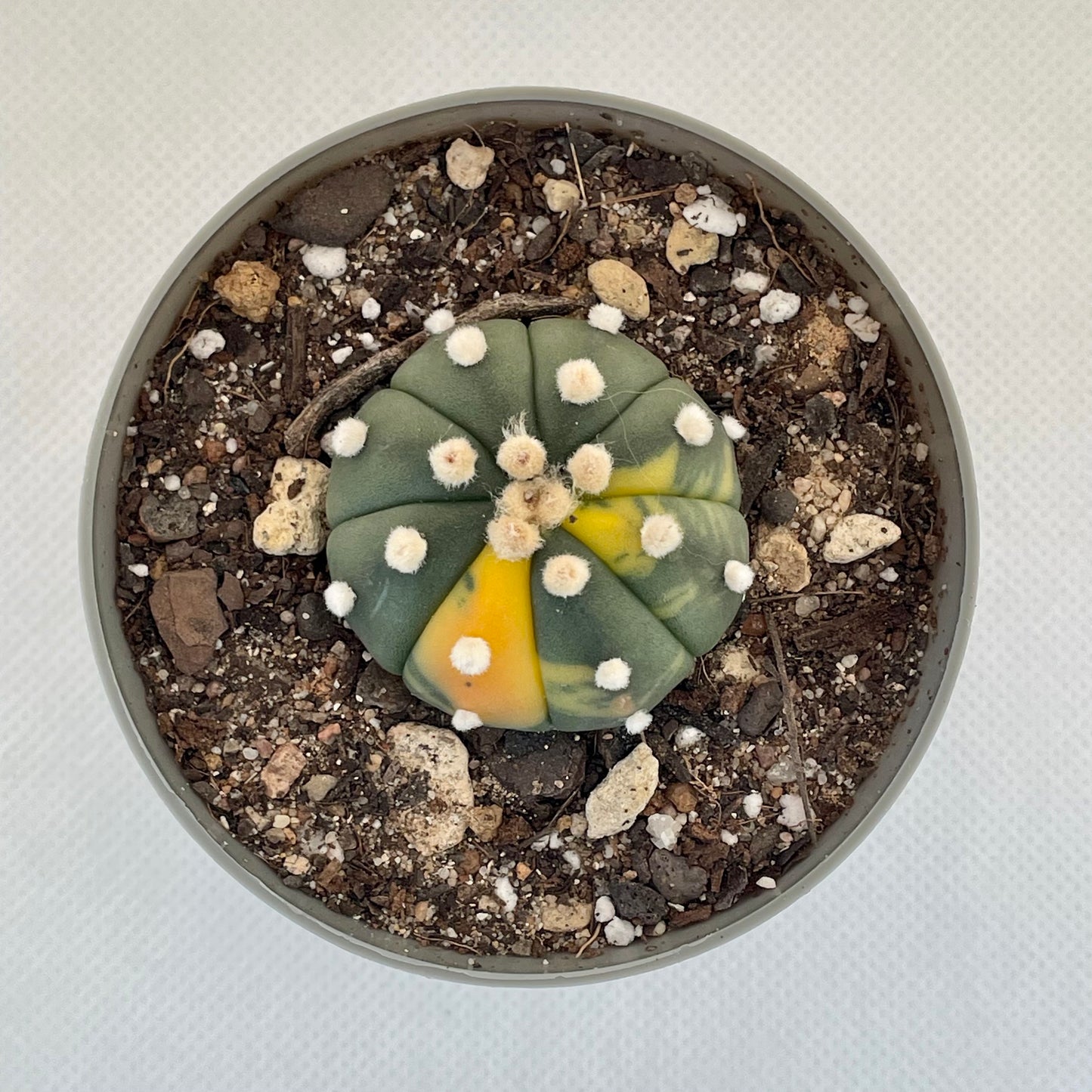 Astrophytum asterias var. nudum f. variegata