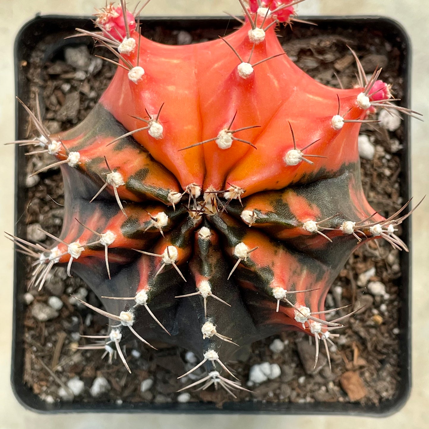 Gymnocalycium mihanovichii ‘Variegata’ (Nishikii)