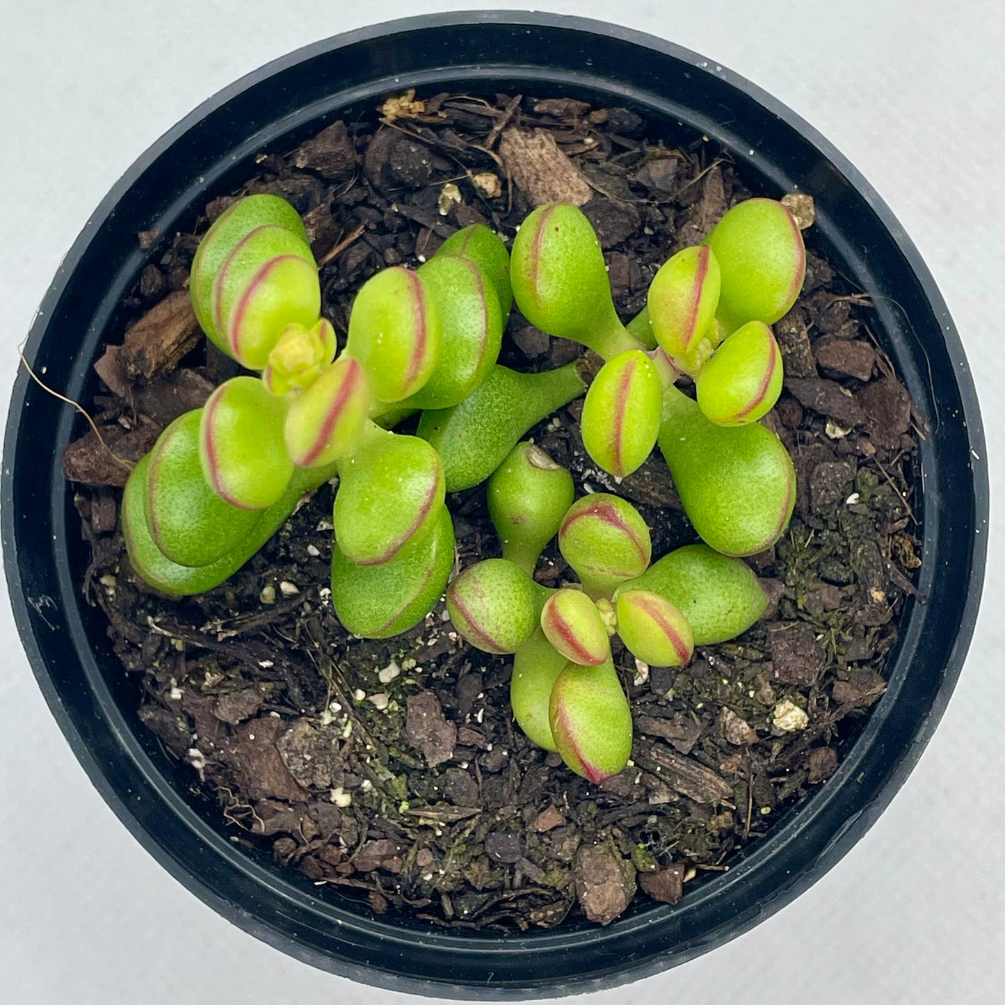 Crassula atropupurea subsp. cultriformis