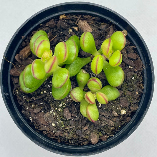 Crassula atropupurea subsp. cultriformis