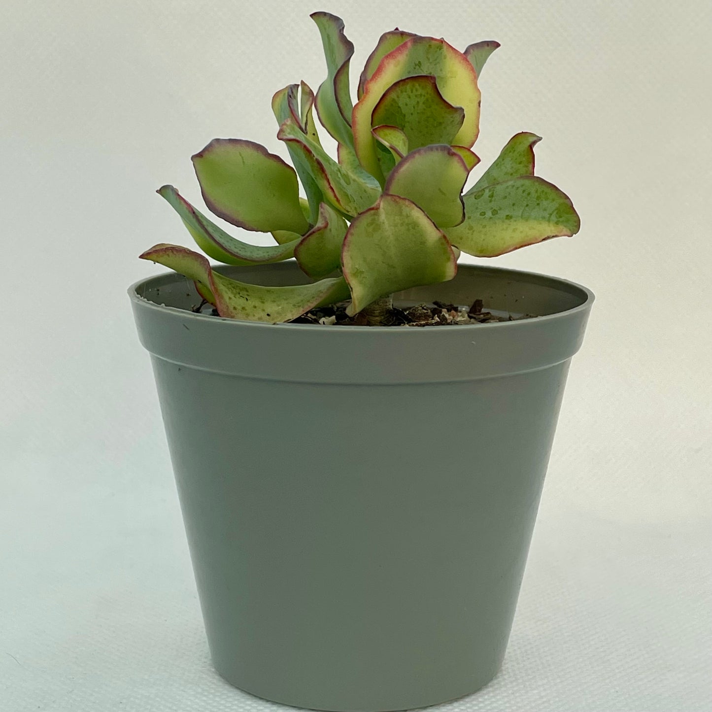 Crassula arborescens subsp. undulatifolia ’Variegata’