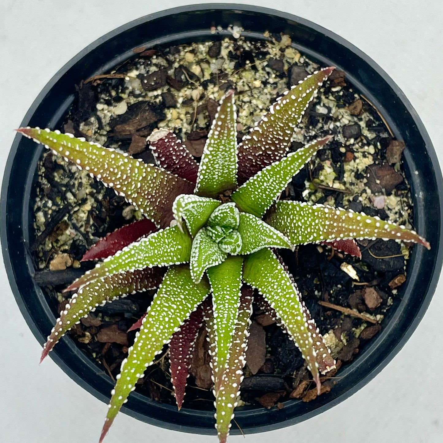 Haworthiopsis attenuata