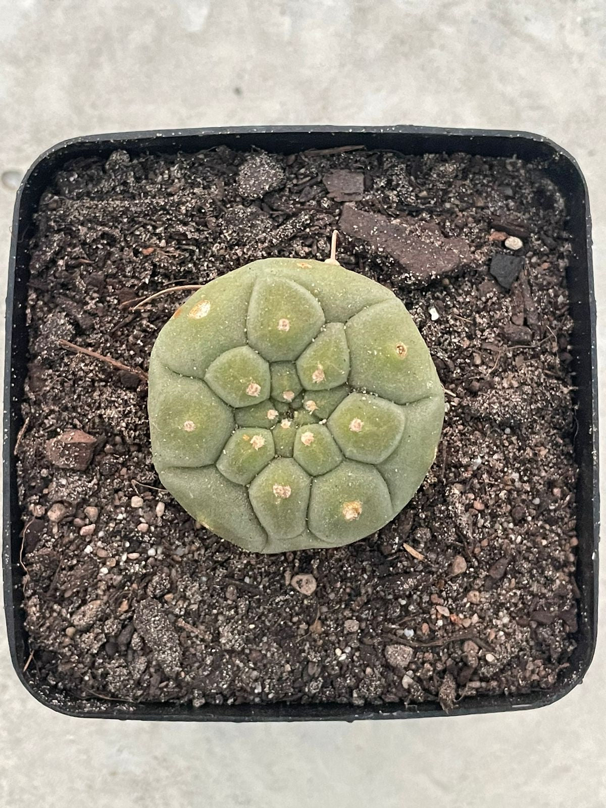 Matucana madisoniorium