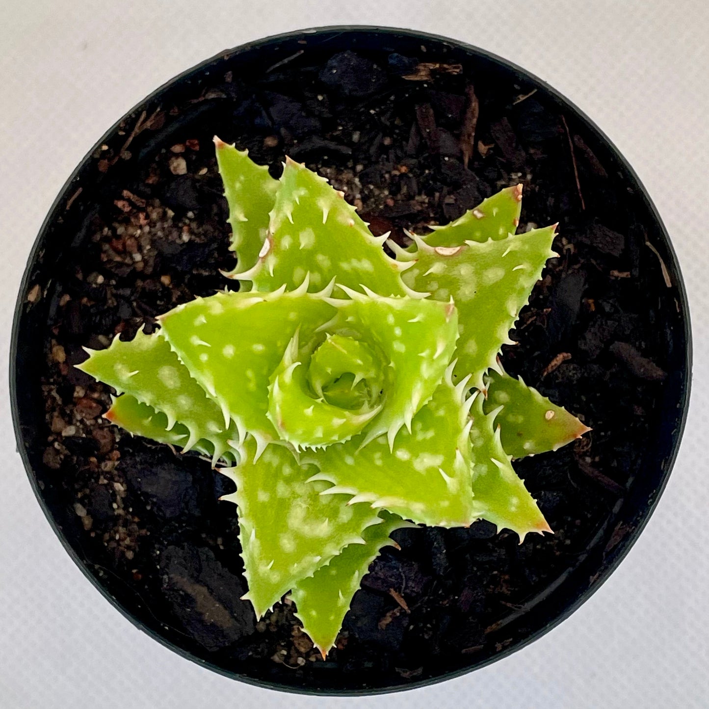 Aloe juvenna