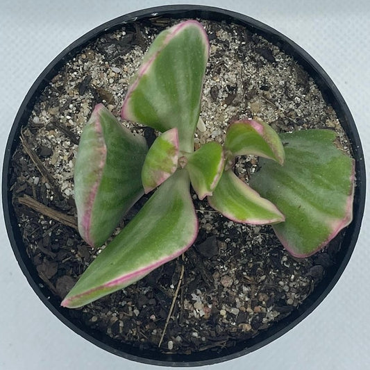 Crassula ovata cv. Tricolor