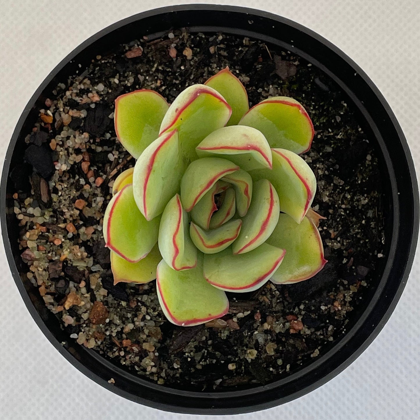 Echeveria pulidonis