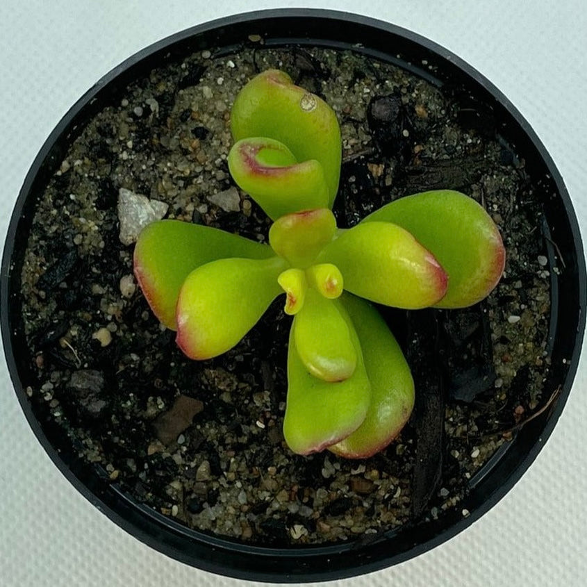 Crassula ovata ‘Hobbit’