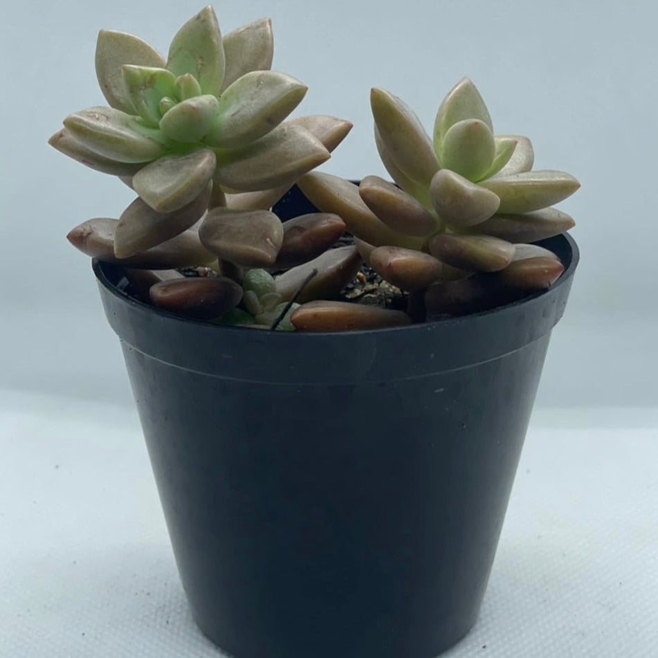 xGraptosedum ‘Bronze’