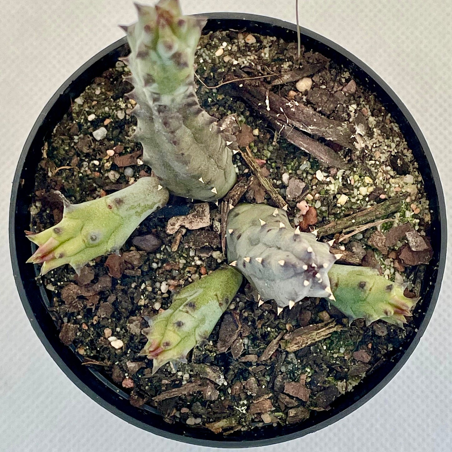 Huernia hystrix subsp. parvula