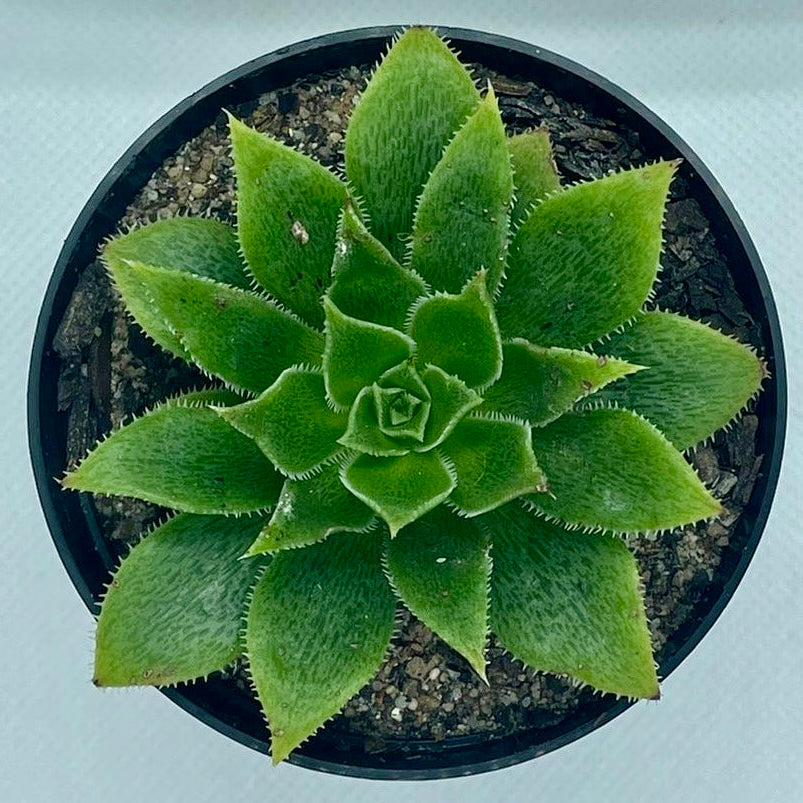 Aeonium ‘Serrated Edge’