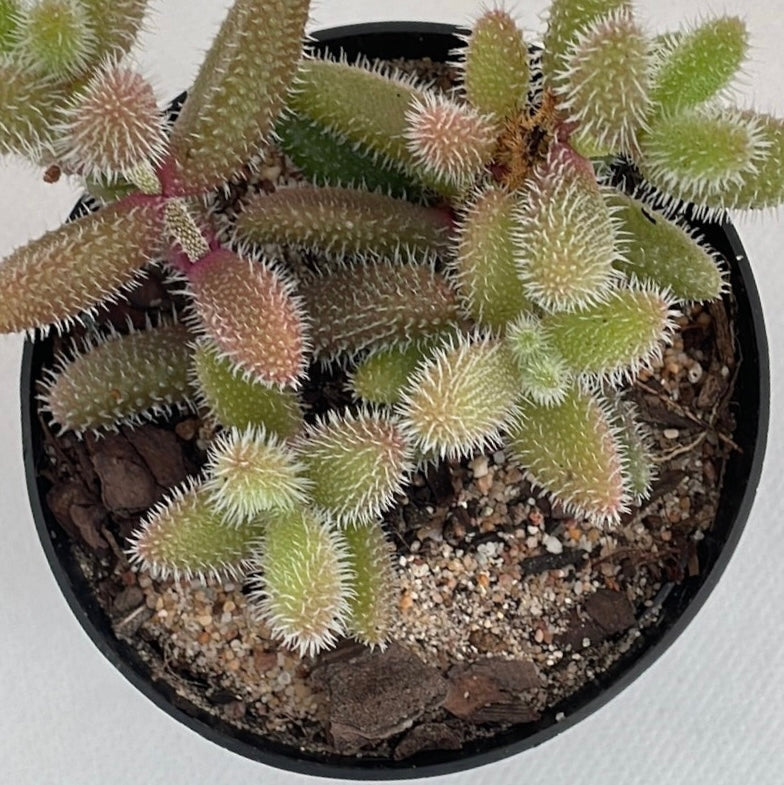 Delosperma echinatum