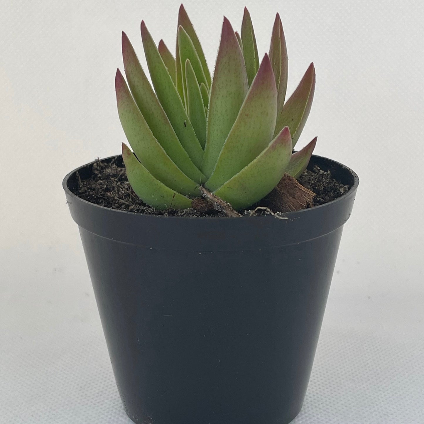 Crassula capitella subsp. thyrsiflora