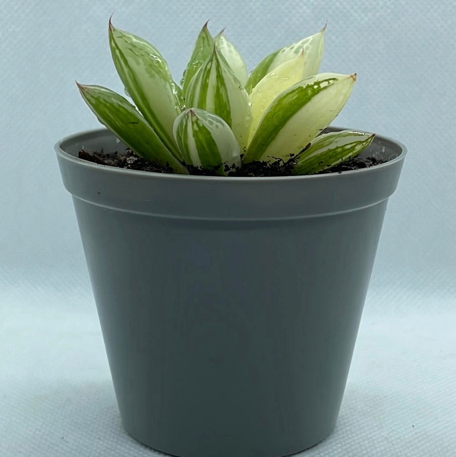 Haworthia cymbiformis ‘Variegata’