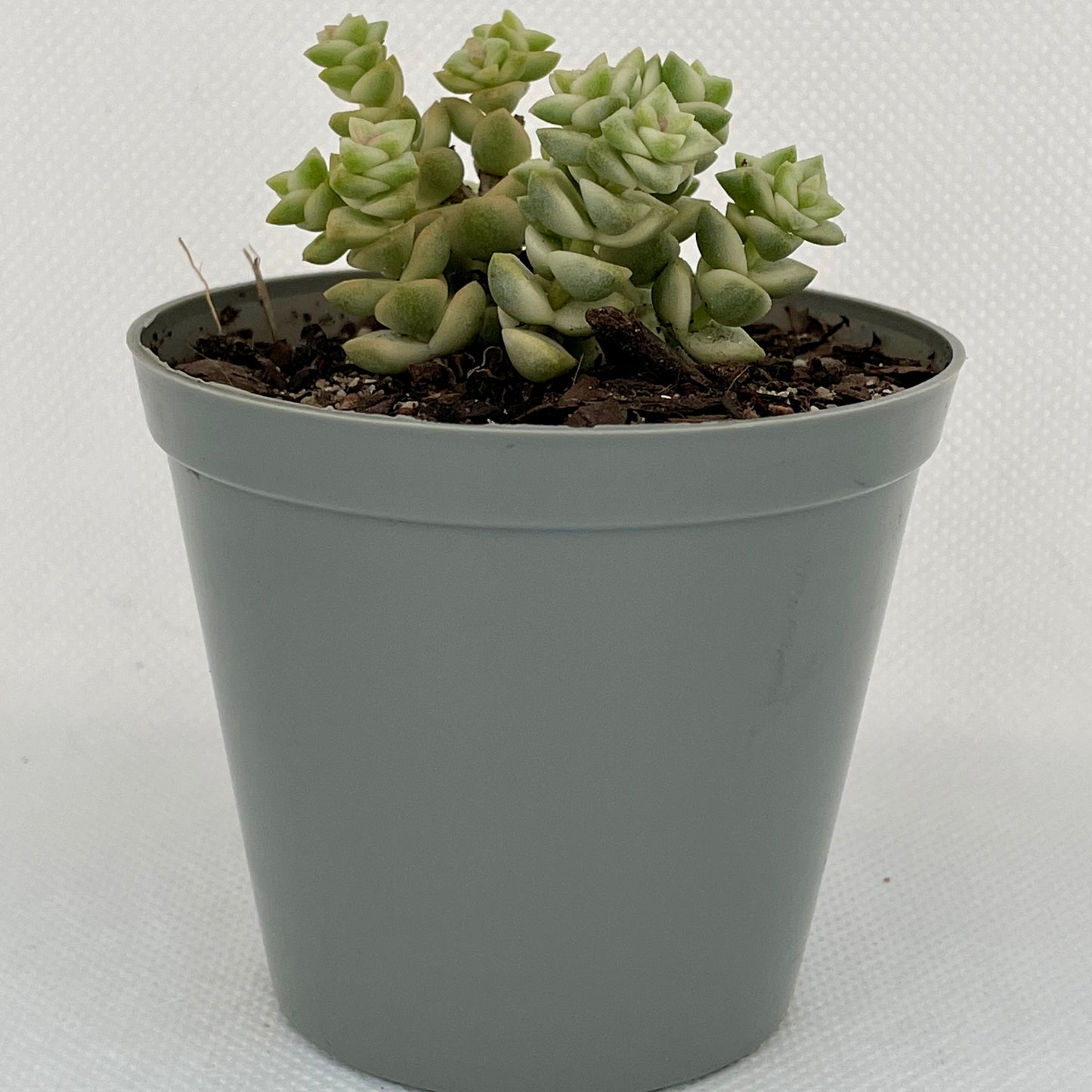 Crassula ‘Pastel’