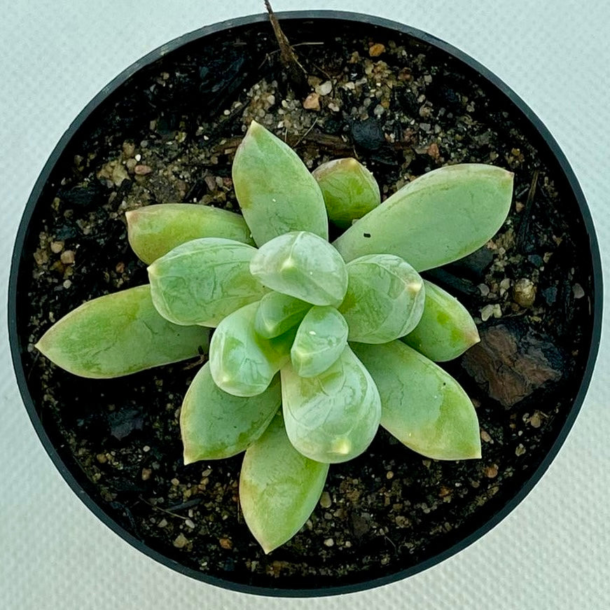 xPachyveria ‘Glauca’