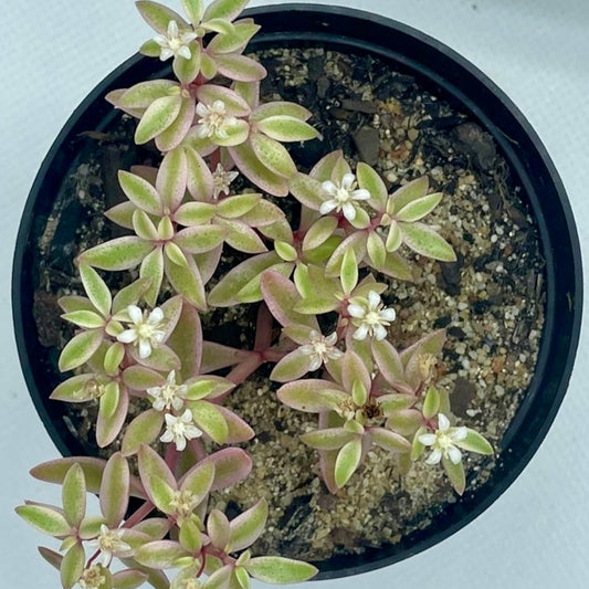 Crassula volkensii f. variegata