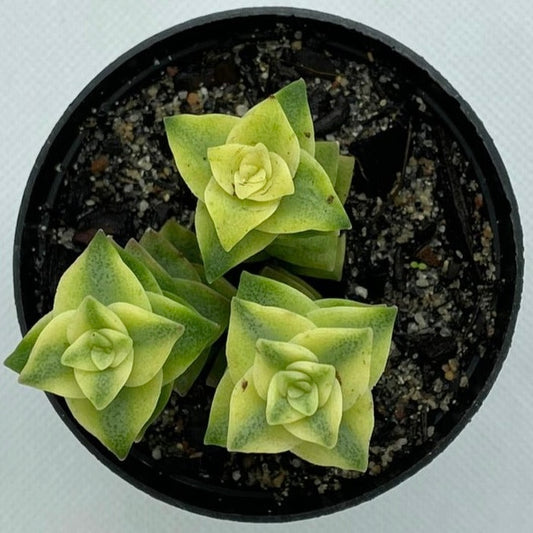 Crassula perforata f. variegata