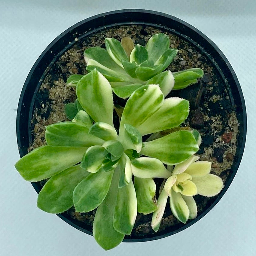 Aeonium castello-paivae ‘Harry Mak’