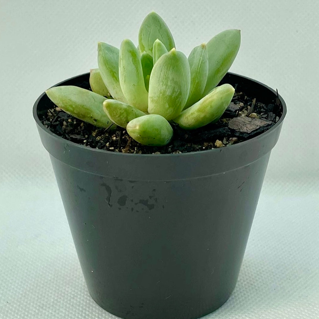 xPachyveria ‘Glauca’