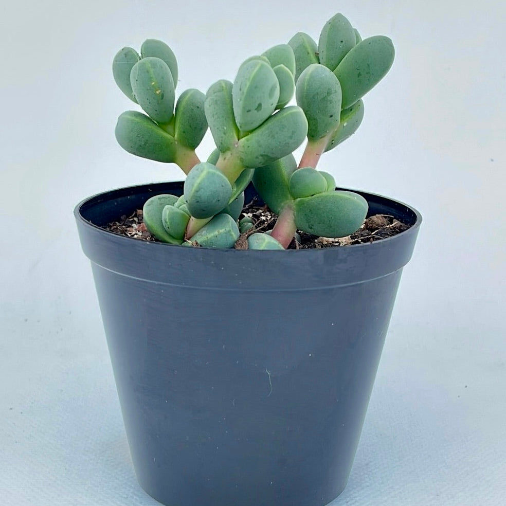 Corpuscularia lehmanii