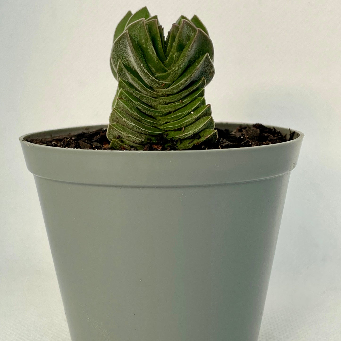 Crassula ‘Buddha’s Temple’