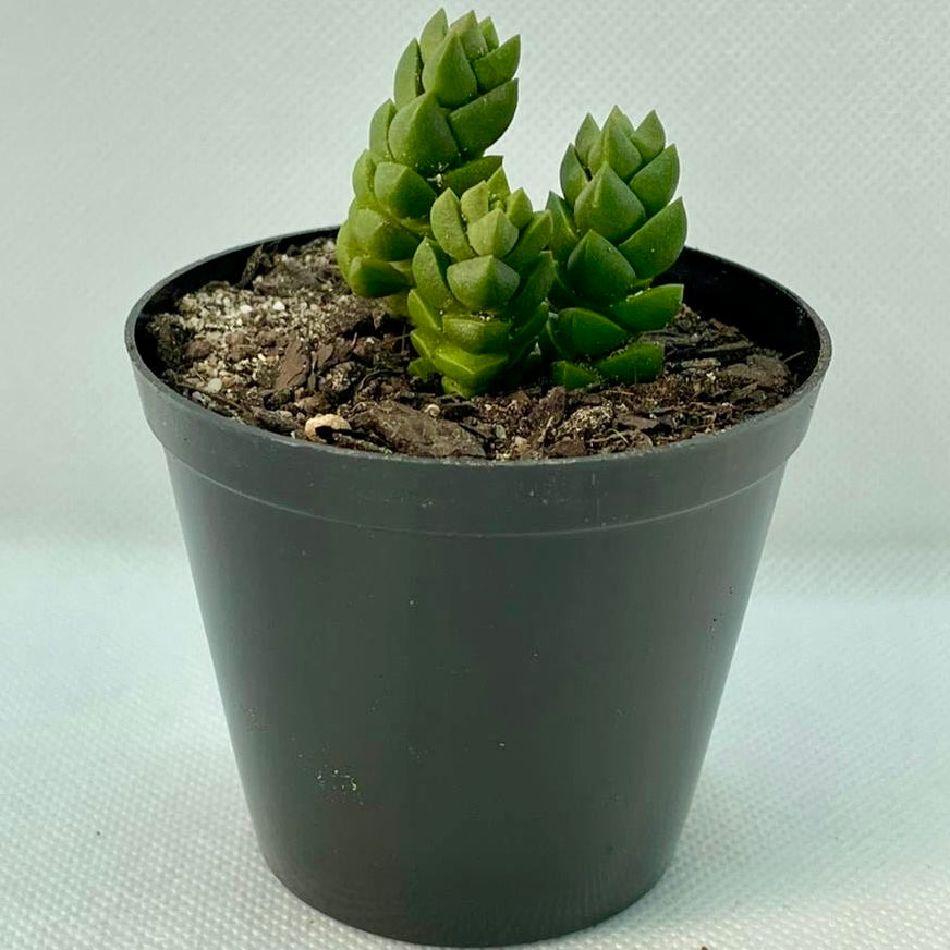 Crassula marchandii