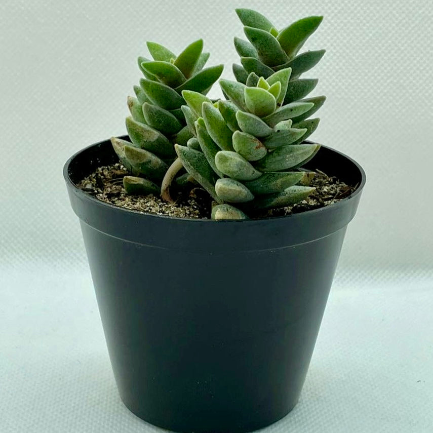 Crassula perfoliata (Miniature Form)