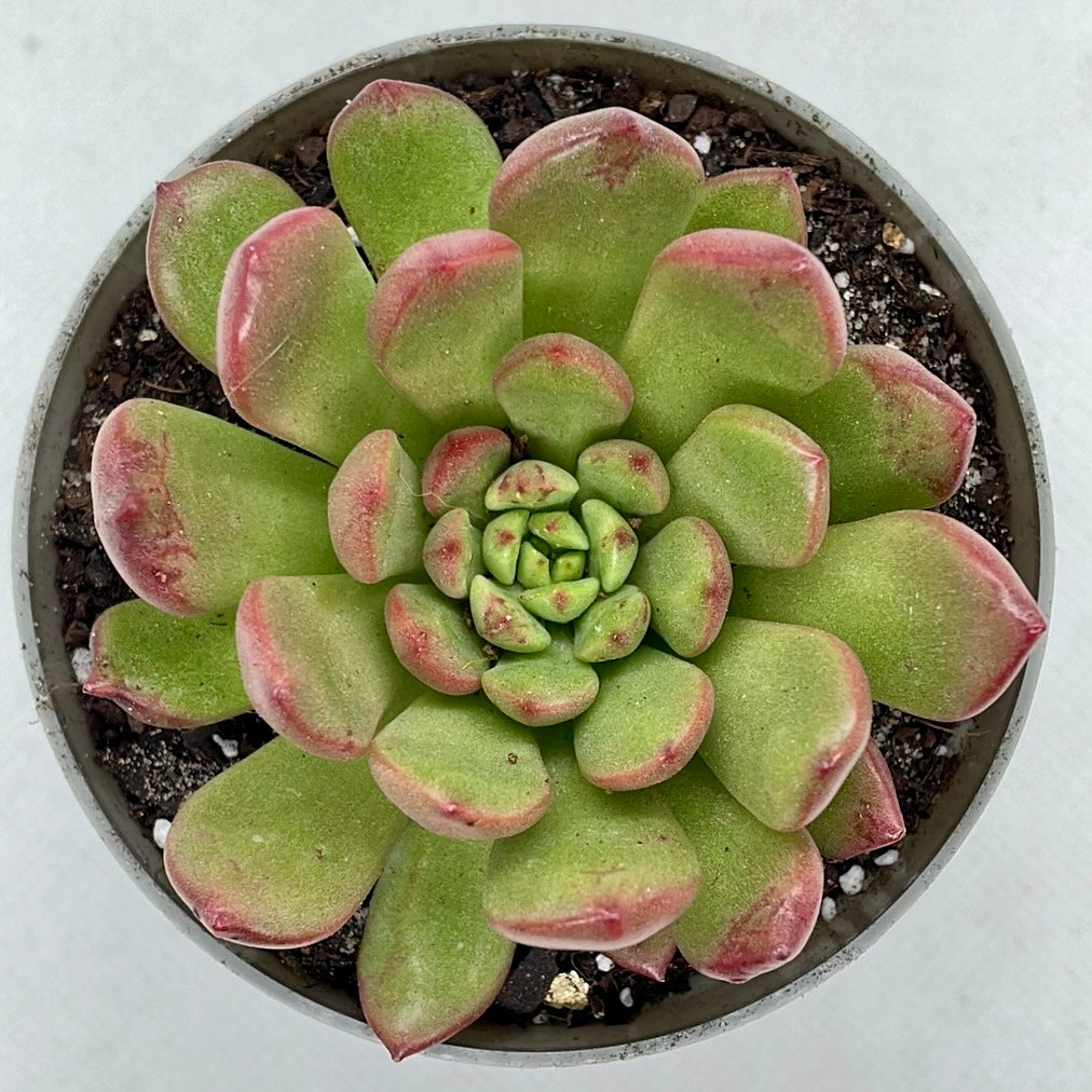 xGraptoveria ‘Bashful’