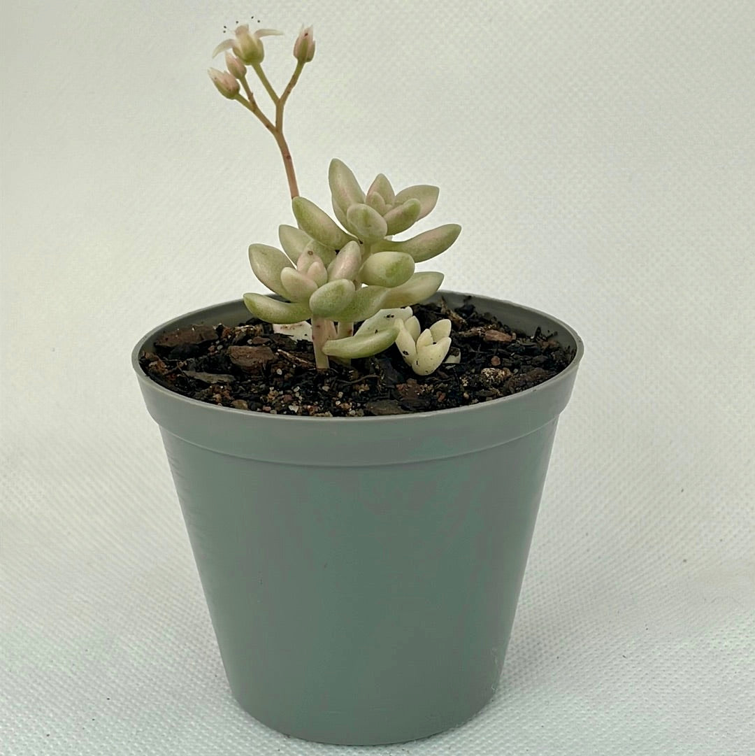 Graptopetalum ‘Mirinae’ f. variegata