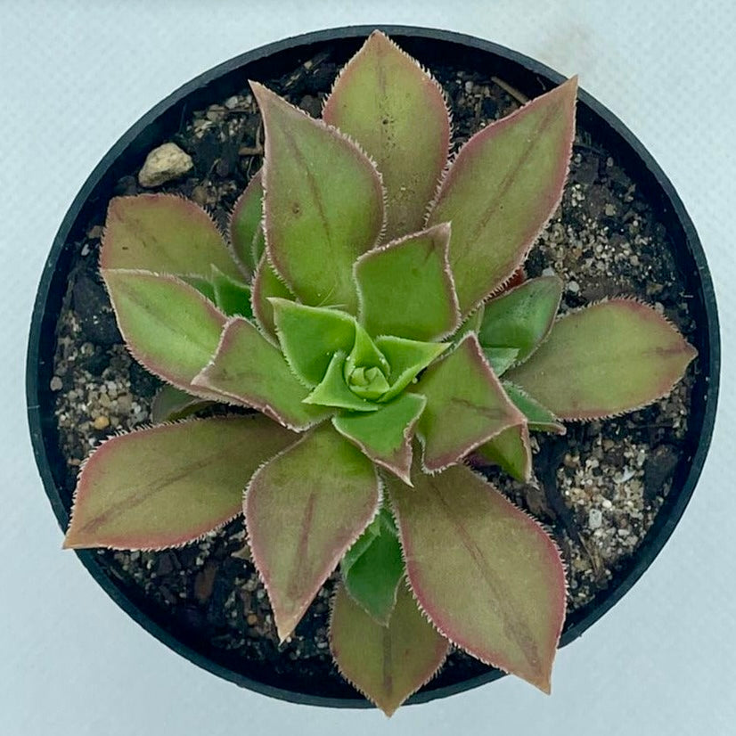 Aeonium leucoblepharum (Type 1)