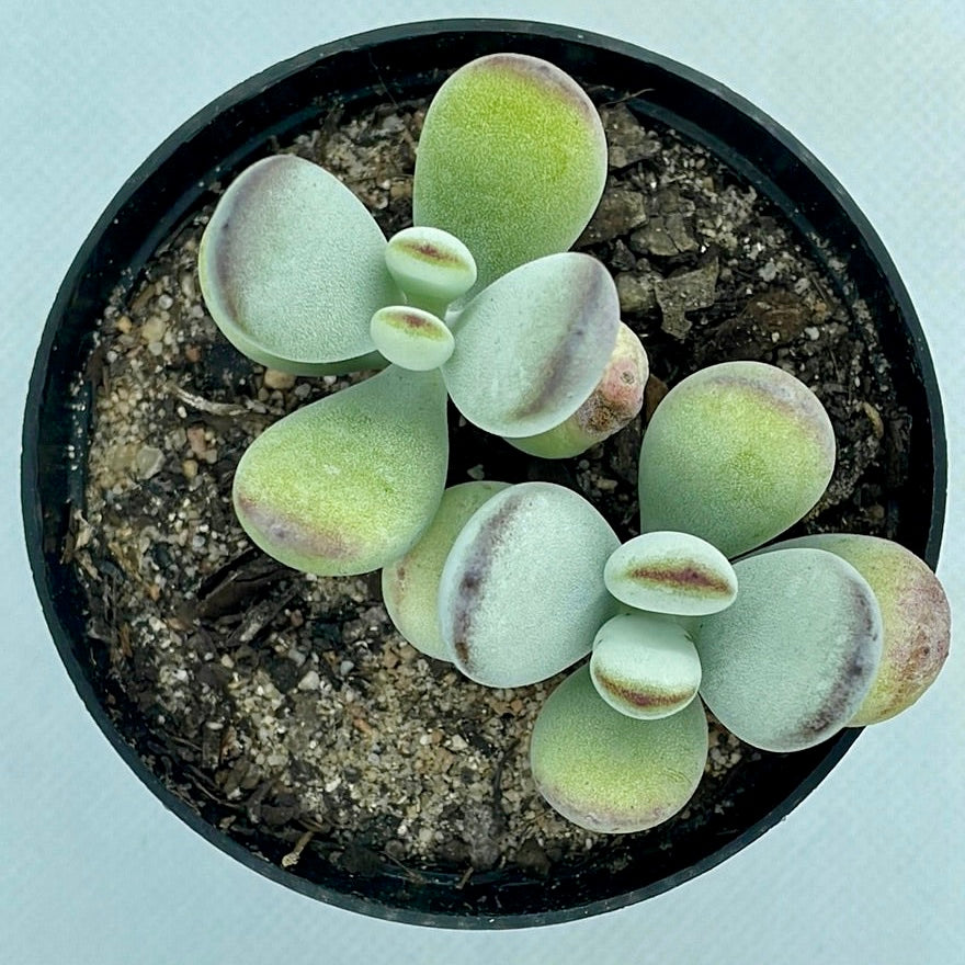 Cotyledon orbiculata ‘Oophylla’