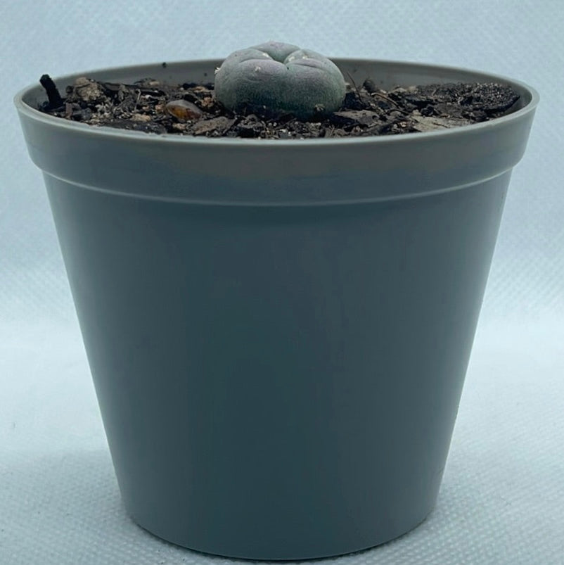 Lophophora williamsii