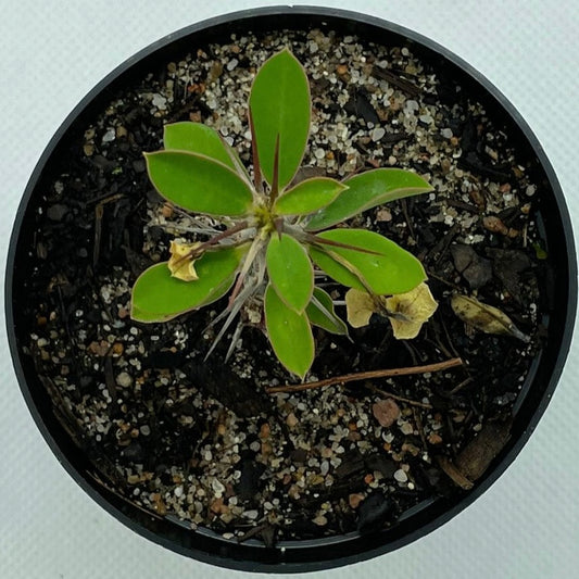 Euphorbia milii var. roseana