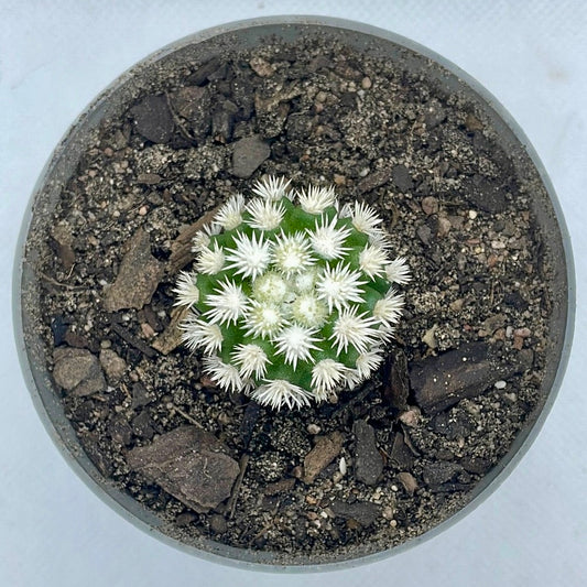 Mammillaria vetula subsp. gracilis ‘Arizona Snowcap’