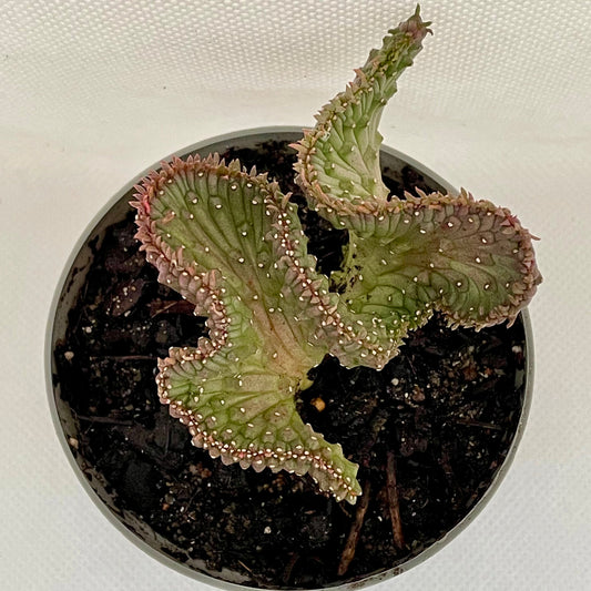Euphorbia flanaganii ‘Cristata’