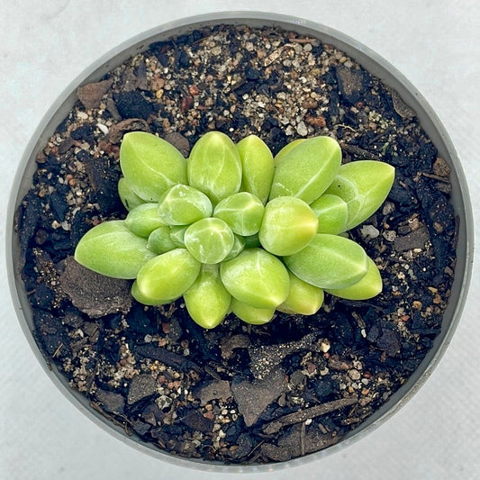Pachyphytum compactum f. Cristata