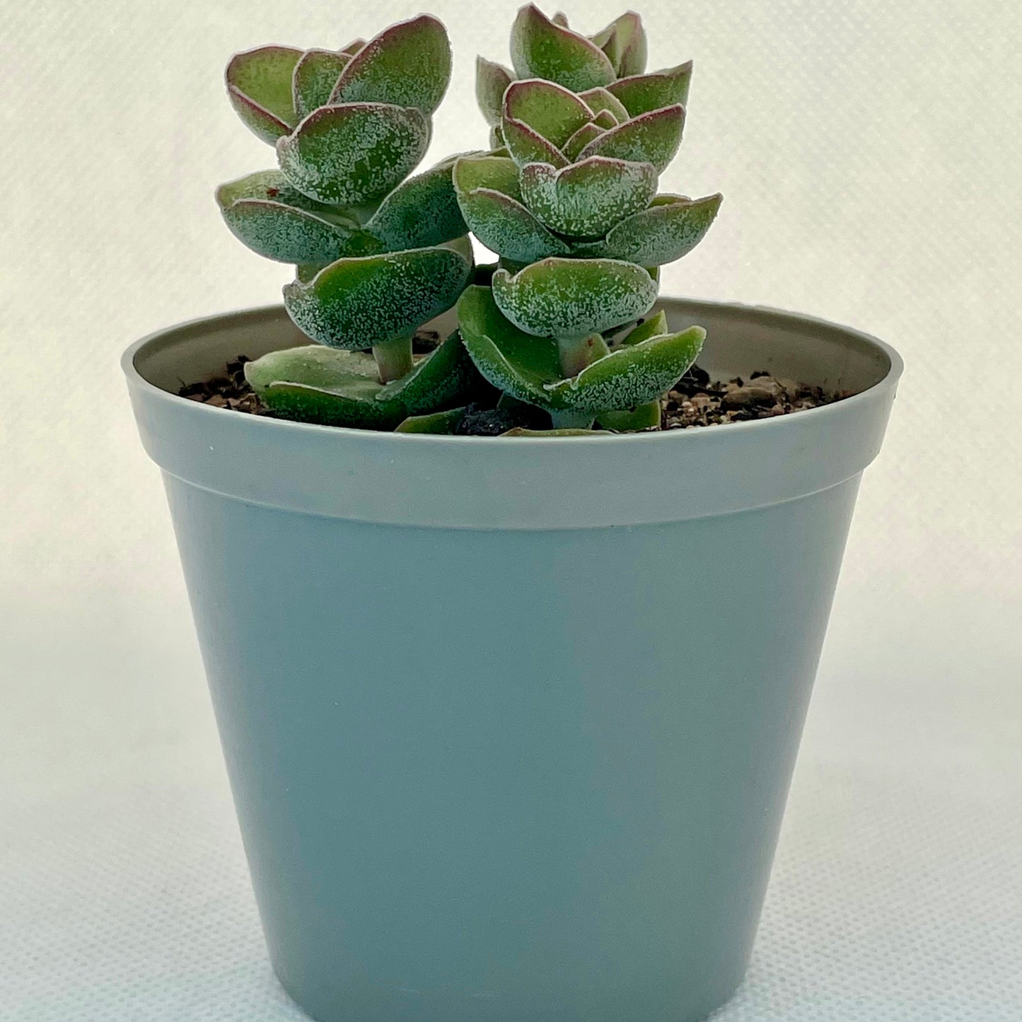 Crassula 'Jade Tower'