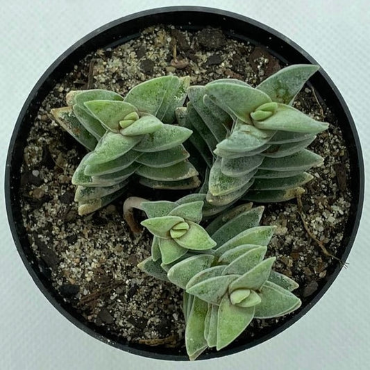 Crassula perfoliata (Miniature Form)
