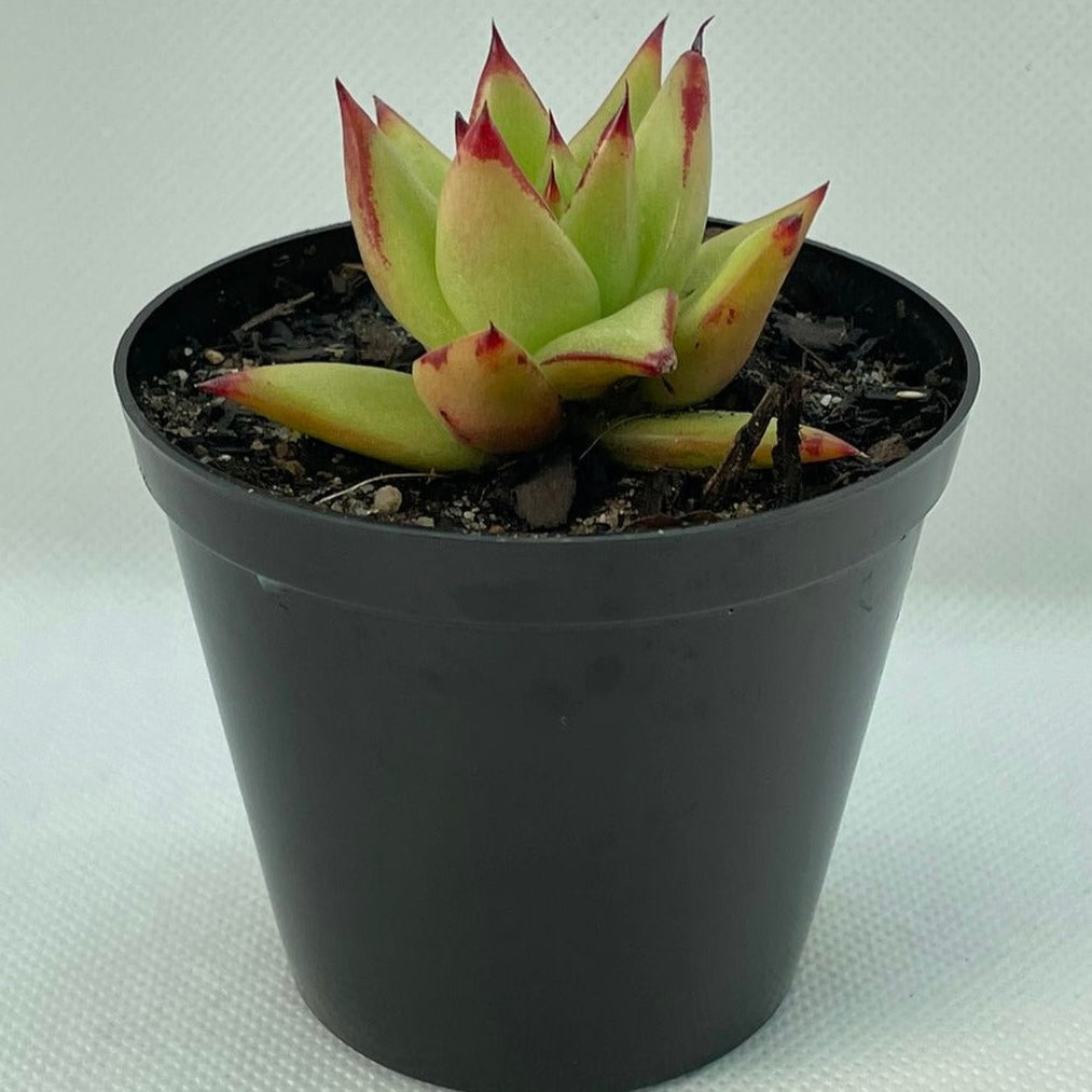 Echeveria agavoides ‘Red Edge’