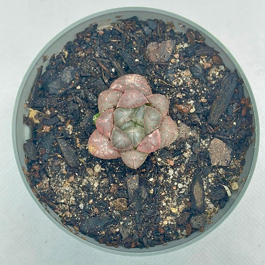 Haworthia cooperi var. truncata