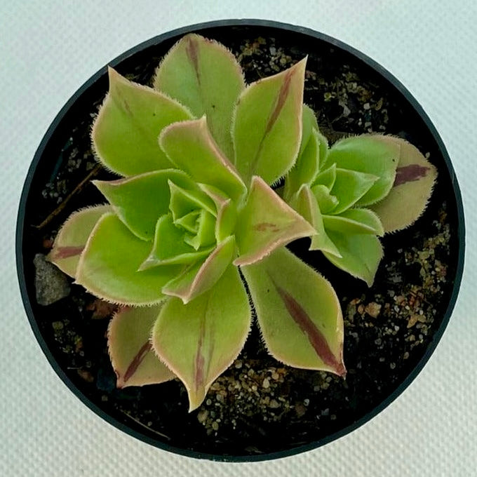 Aeonium leucoblepharum (Type 2)