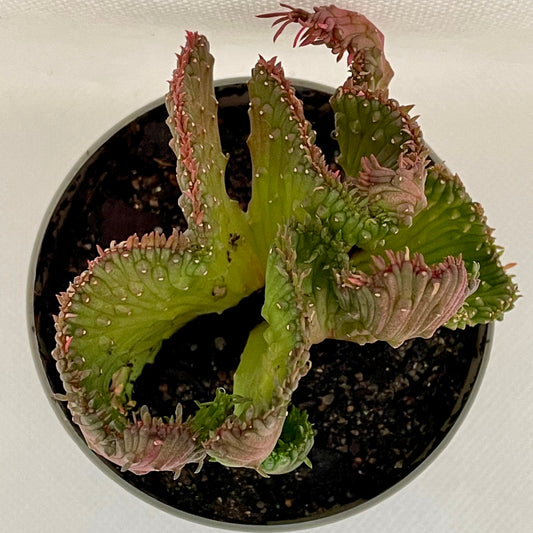 Euphorbia flanaganii ‘Cristata’