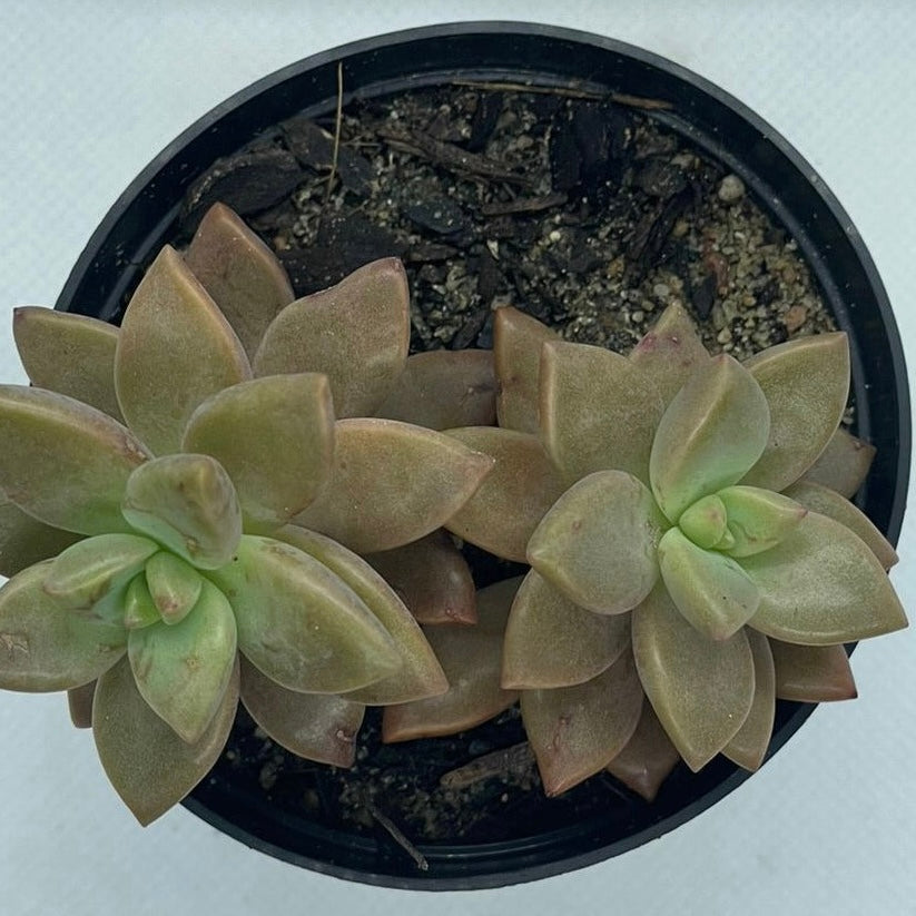 xGraptosedum ‘Bronze’