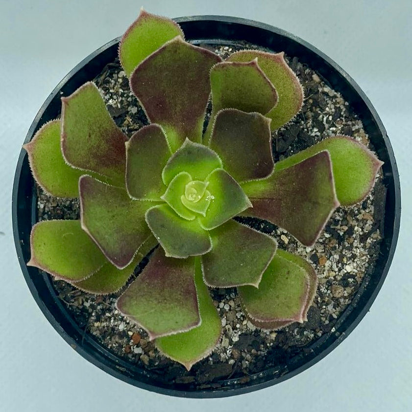 Aeonium ‘Velour’