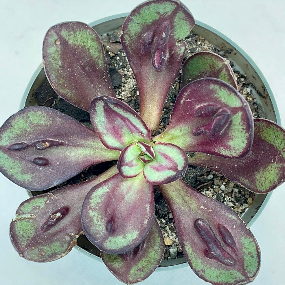 Echeveria nodulosa ‘Maruba Benitsukasa’