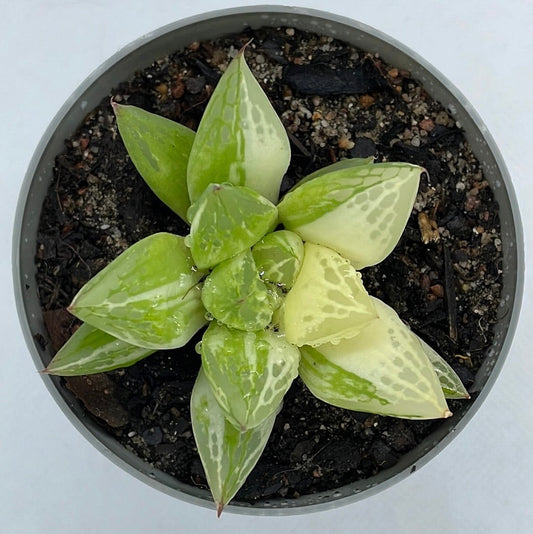 Haworthia cymbiformis ‘Variegata’